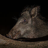 Wild boars